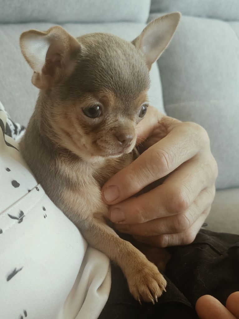 chiot Chihuahua Des Lutins Du Mont Blanc