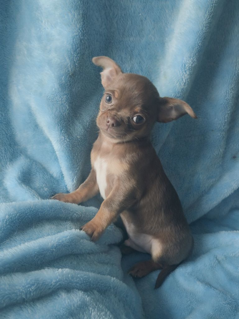 Des Lutins Du Mont Blanc - Chiot disponible  - Chihuahua