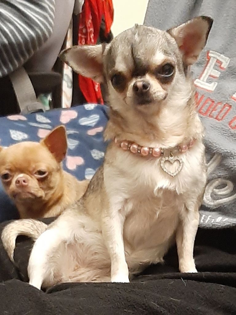 Providence Des Pattounes Douces