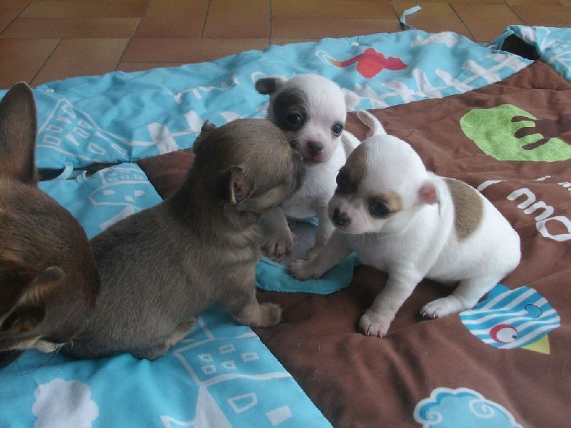 bébés de macarena